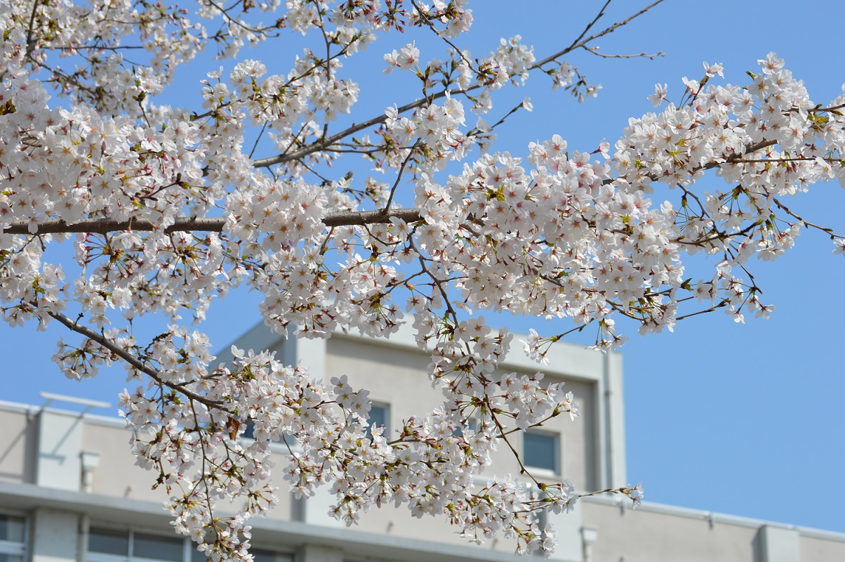 桜